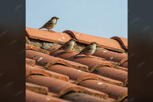 Sparrows Perched on Terracotta Tiles
