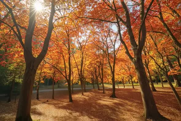 Autumn Forest Sunbeams Illuminating Vibrant Foliage Landscape