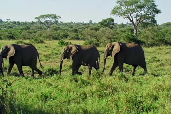 African Elephants Traversing Savanna