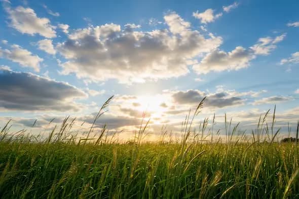 Serene Grassland Sunrise Captivating Sky Clouds Landscape