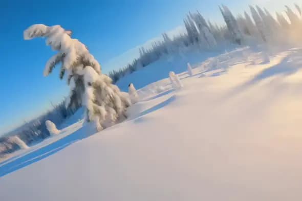 Snow Covered Pine Tree Hillside Winter Wonderland