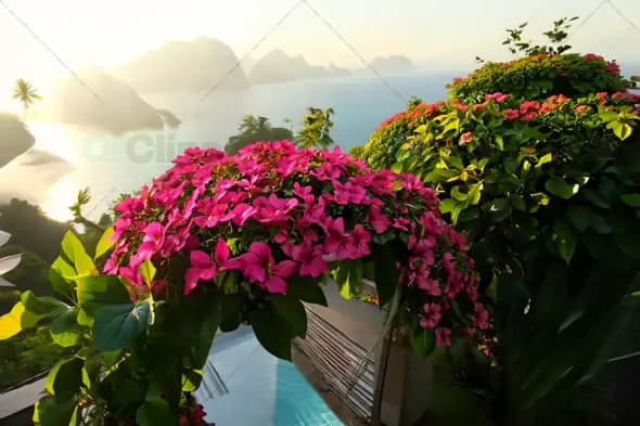 Tropical Paradise with Blooming Flowers Overlooking Ocean