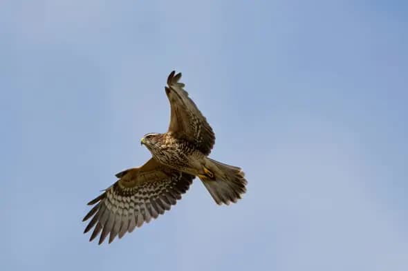 Majestic Hawk in Mid-Flight