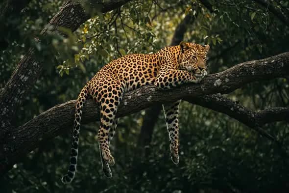 Leopard Resting on a Tree Branch