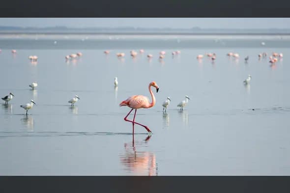 Flamingo in Wetlands with Wading Birds – Peaceful Indian Sanctuary Scene