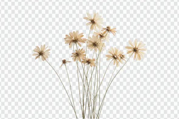 Delicate Dried Daisy Bouquet PNG Clipart