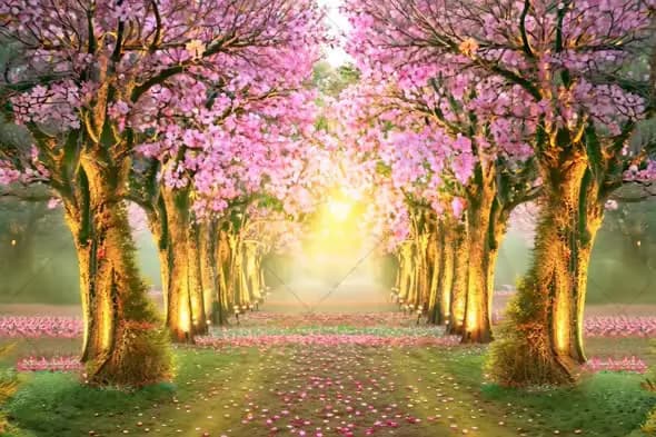Enchanting Cherry Blossom Pathway with Golden Sunrise