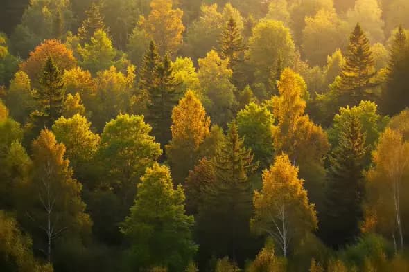 Sunlit Autumn Forest Canopy Golden Foliage Scenic Landscape