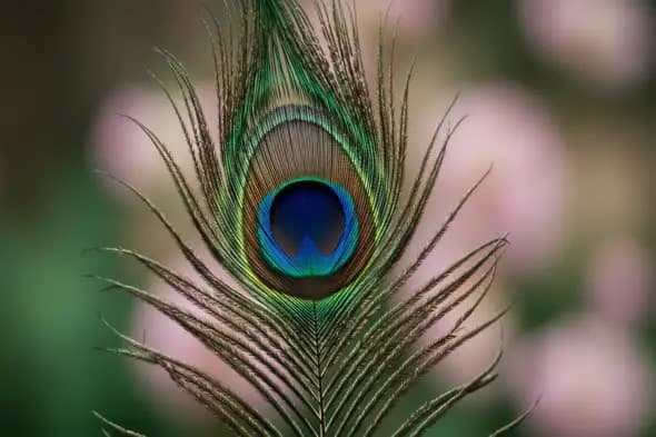 Close-Up of Vibrant Peacock Feather with Soft Blurred Background