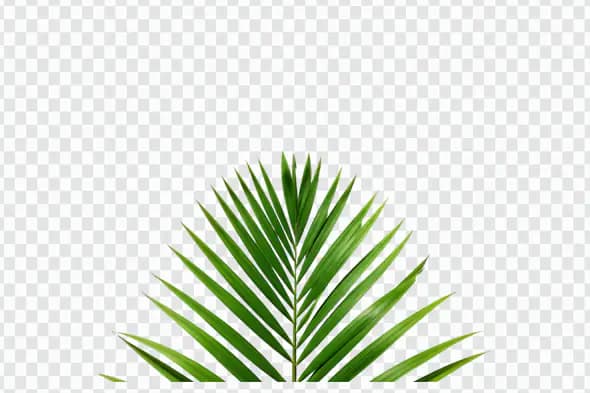 Tropical Green Palm Frond PNG Clipart