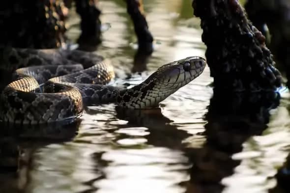 Water Snake Swimming in Shallow Water Close-up