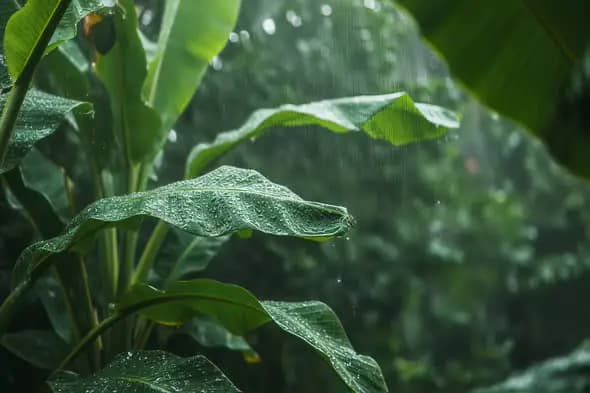 Tropical Raindrops Falling on Lush Green Foliage