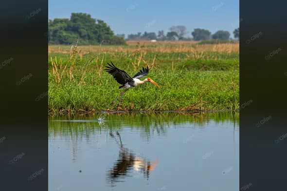 Painted Stork in Flight Over Wetland