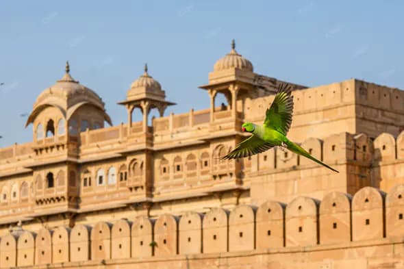 Parakeet's Flight at Amber Fort