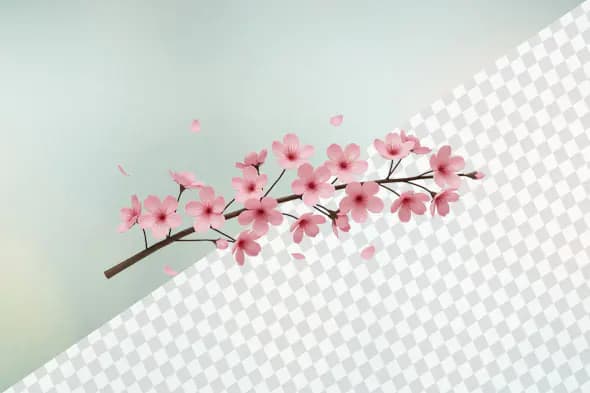 Blooming cherry blossom branch with delicate pink flowers