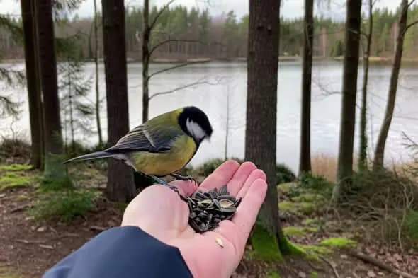 Titmouse Feeding from Hand by Lake