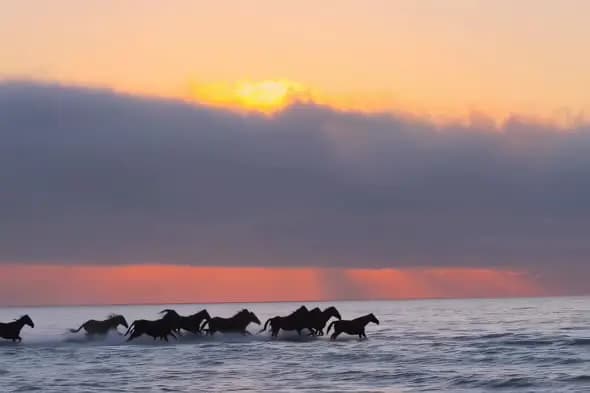 Wild Horses Galloping Through Ocean Waves at Sunset