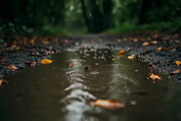 Rainy Forest Path Puddle Autumn Leaves Scenery