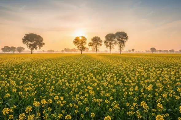 Golden Sunrise Over a Mustard Meadow