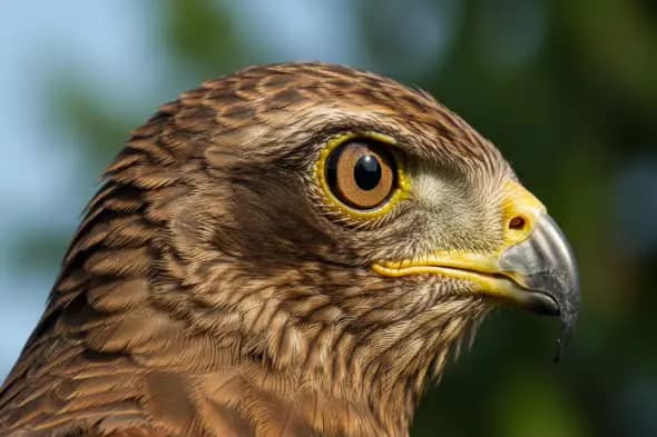 Close-Up Profile of a Majestic Hawk with Sharp Yellow Beak and Intense Eyes