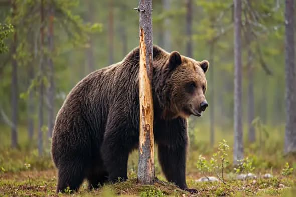 Majestic Brown Bear in Forest