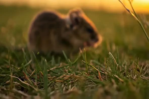 Adorable Field Mouse Foraging in Golden Hour Grassland