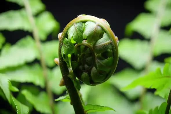 Close-Up of Green Fern Frond Unfurling in Natural Environment