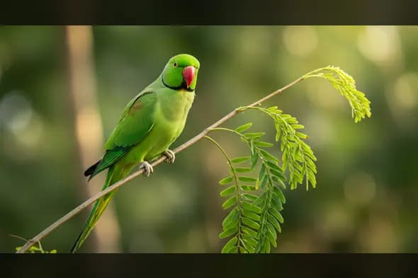 Vibrant Indian Ringneck Parrot on Curved Leafy Branch in Natural Habitat