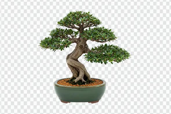 Miniature Bonsai Tree in Ceramic Pot PNG