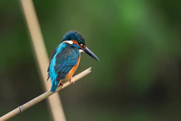 Kingfisher on Bamboo with Green Background