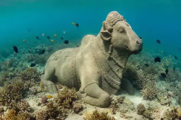Nandi Statue Resting Amid Coral Reefs Underwater