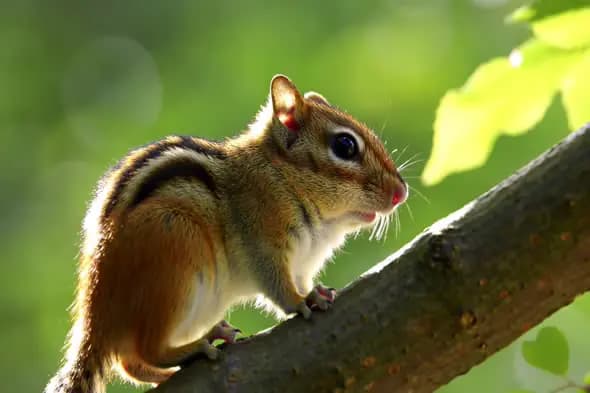 Inquisitive Chipmunk on Branch