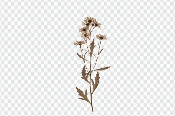 Delicate Dried Daisy Stem Botanical PNG Clipart