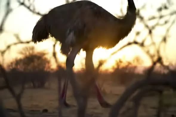 Silhouetted Emu at Sunset