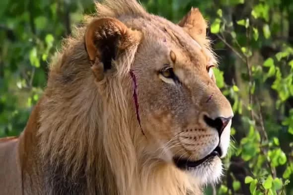 Majestic Male Lion Close-up Profile Against Green Foliage