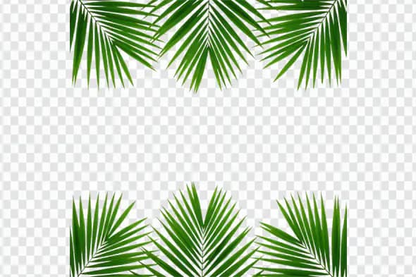 Tropical Palm Fronds Border Frame PNG Clipart