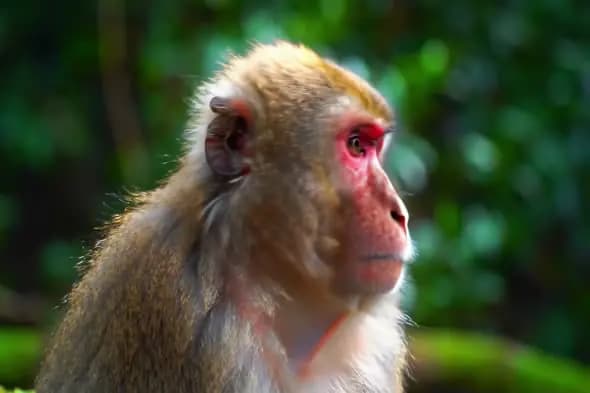 Contemplative Macaque in Lush Forest
