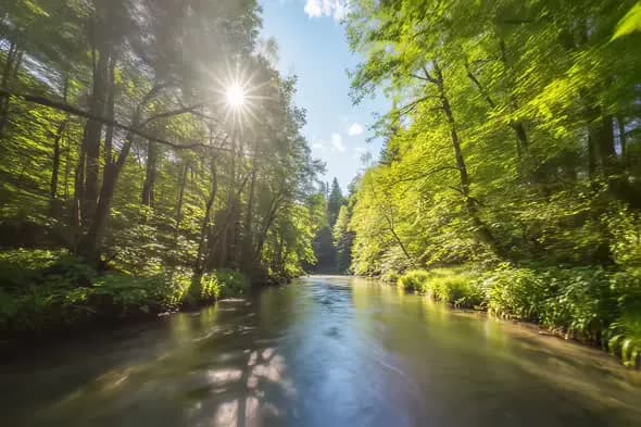 Sunlit Forest River Flowing Through Lush Green Landscape