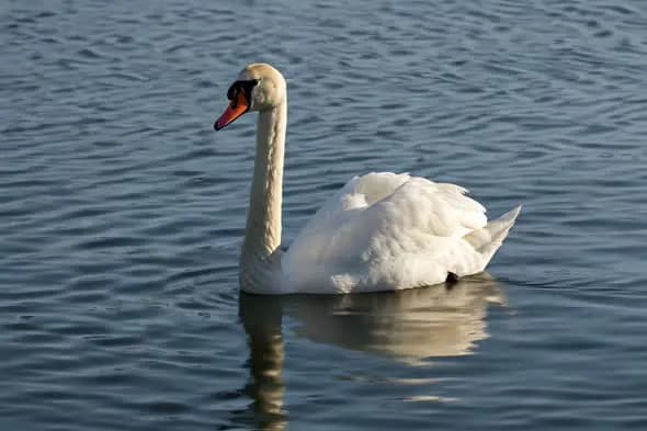 Elegant Swan Gliding on Tranquil Waters