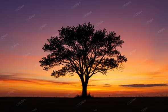 Solitary Tree Silhouette at Dusk