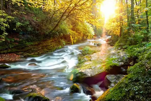 Serene Sunlit Forest Stream Flowing Through Lush Greenery