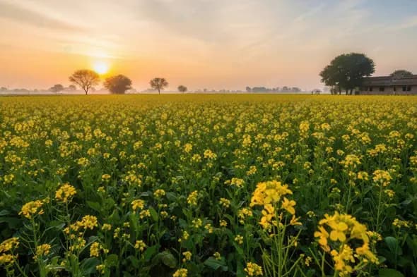 Vibrant Mustard Farm at Dawn