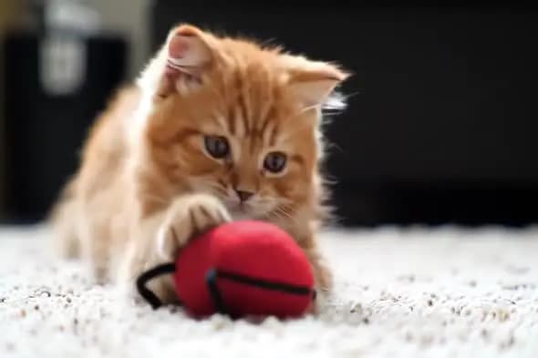 Curious Ginger Kitten with Red Toy
