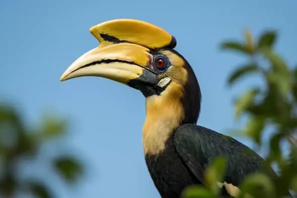 Great hornbill closeup in natural habitat