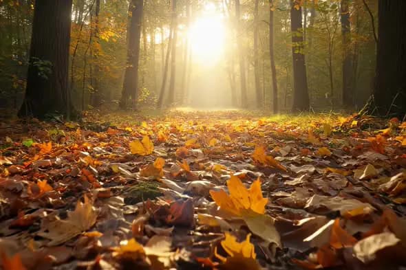 Enchanting Autumn Forest Bathed in Golden Sunlight