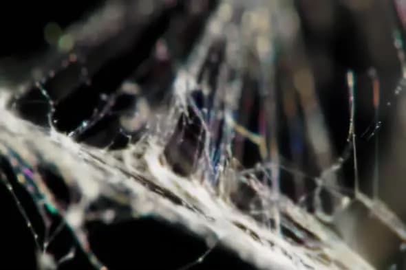 Iridescent Spider Web Close-Up in Soft Light
