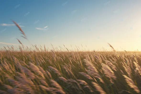 Golden Hour Prairie Breeze