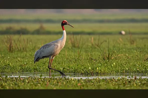 Majestic Sarus Crane Standing in Wetland at Golden Hour