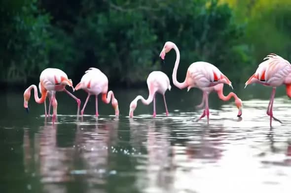 Pink Flamingos Feeding in Shallow Water