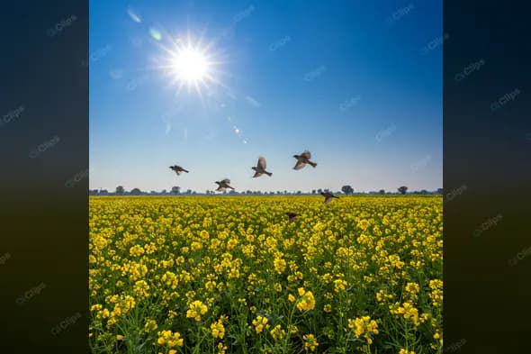 Birds Soaring Over Mustard Field